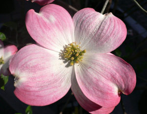 Pink Dogwood Flower