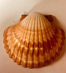 Shell