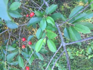 Sour Cherries