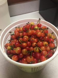 Basket of Cherries