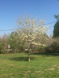 White Dogwood Tree