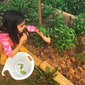 Mae Picking Thai Basil