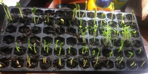 Seedlings