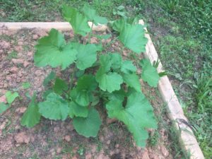 Zucchini Plant