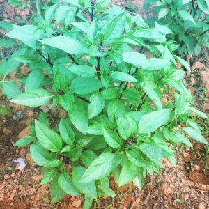 Thai Basil Plant