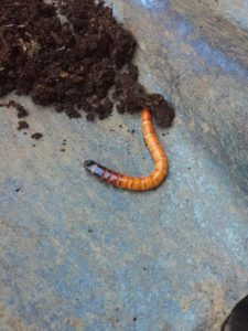 Mealworm